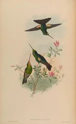 Helianthea lutetiae = Coeligena lutetiae